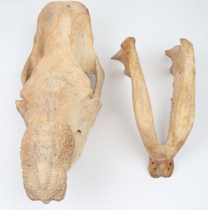 Natural woolly rhinoceros skull