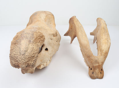 Natural woolly rhinoceros skull