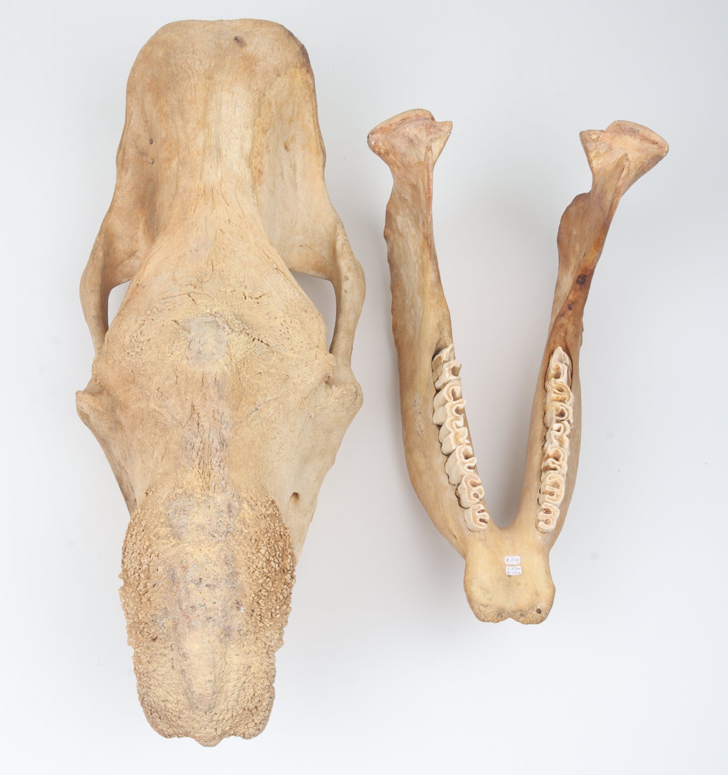 Natural woolly rhinoceros skull