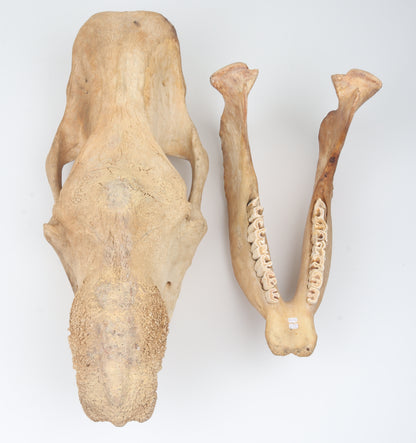 Natural woolly rhinoceros skull