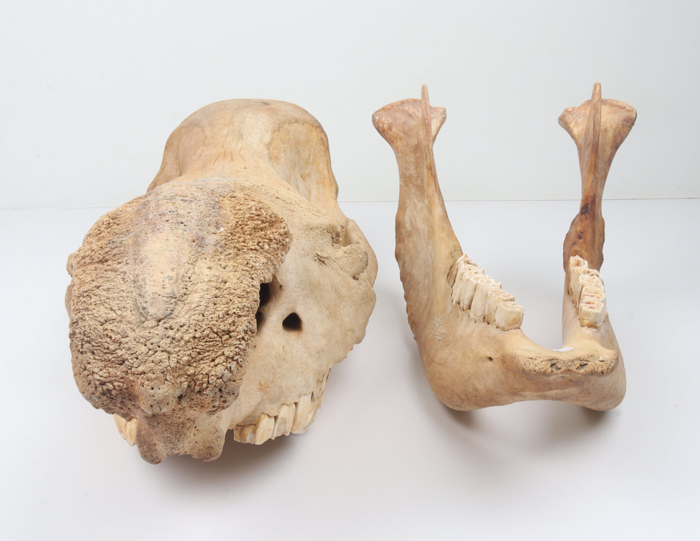 Natural woolly rhinoceros skull