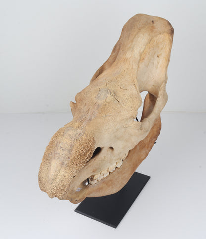 Natural woolly rhinoceros skull