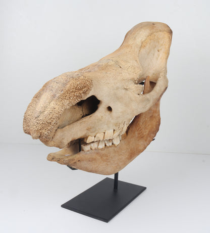 Natural woolly rhinoceros skull