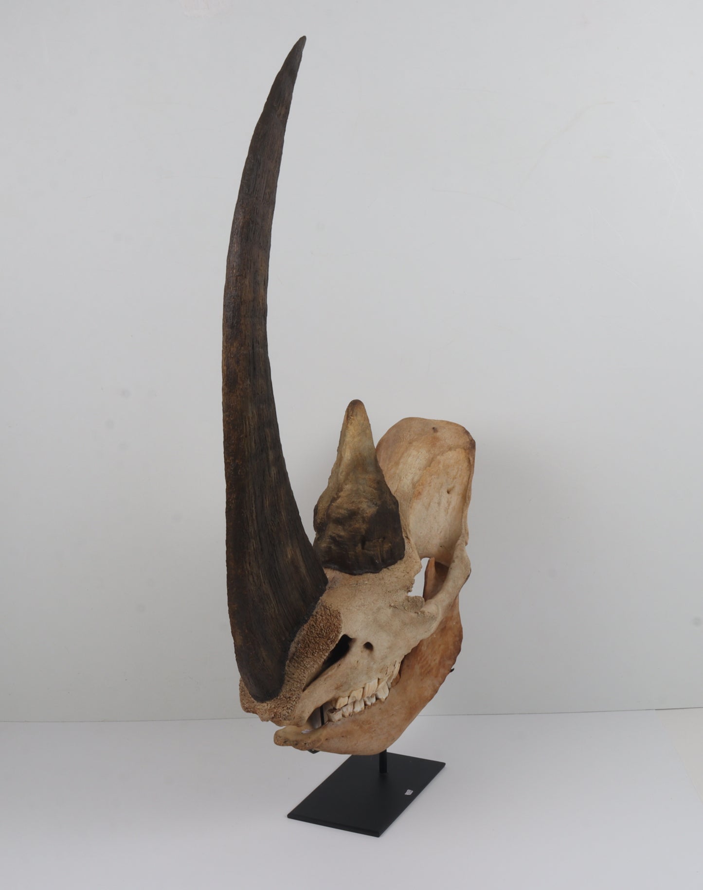Natural woolly rhinoceros skull