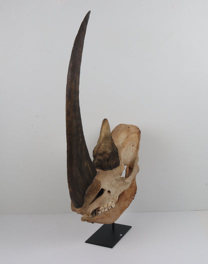 Natural woolly rhinoceros skull