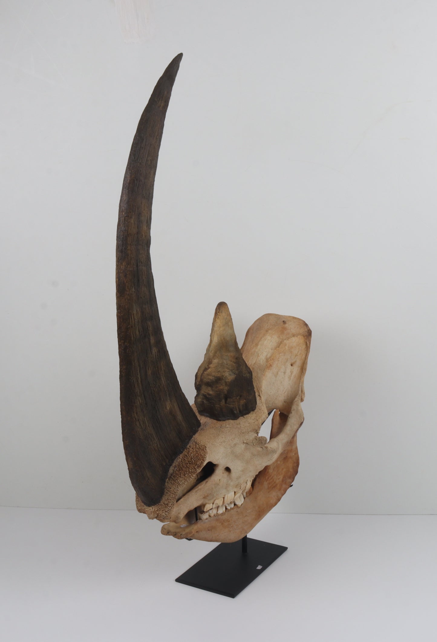 Natural woolly rhinoceros skull
