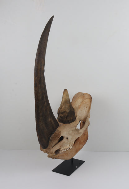 Natural woolly rhinoceros skull