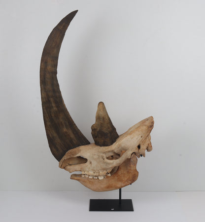 Natural woolly rhinoceros skull