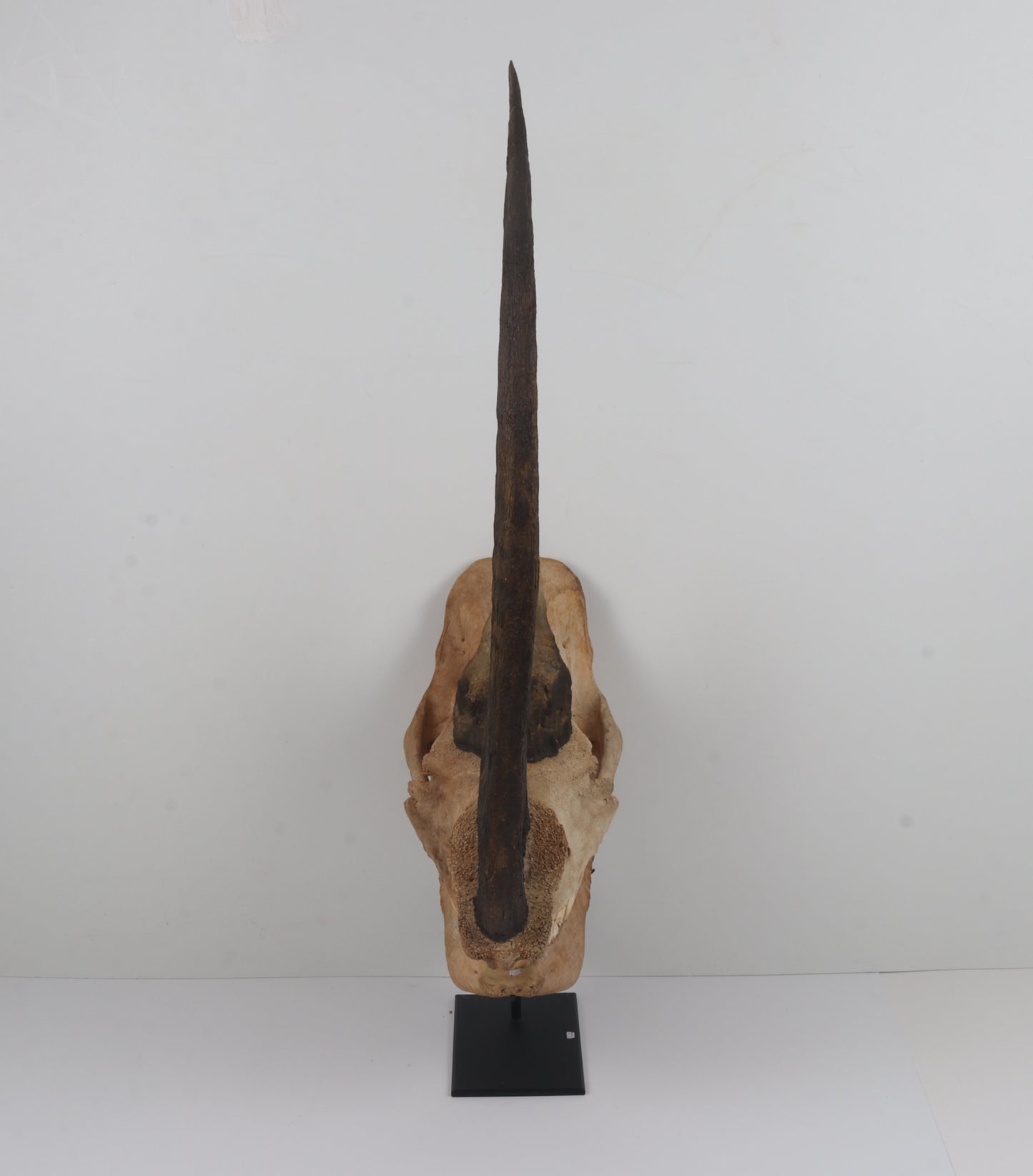 Natural woolly rhinoceros skull