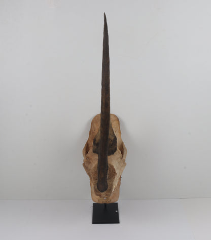 Natural woolly rhinoceros skull