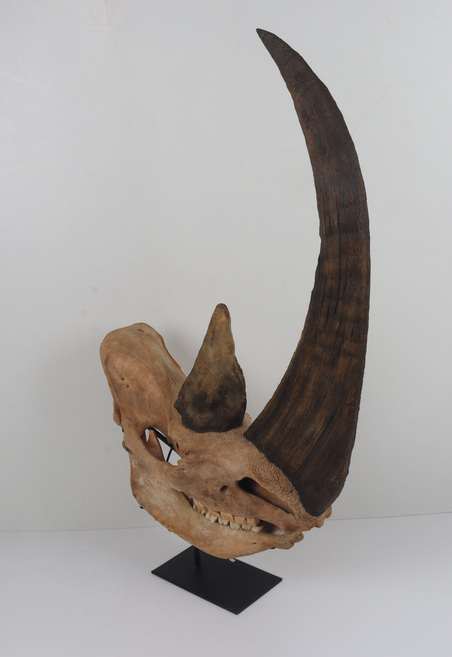 Natural woolly rhinoceros skull