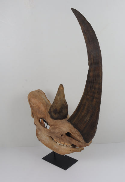 Natural woolly rhinoceros skull