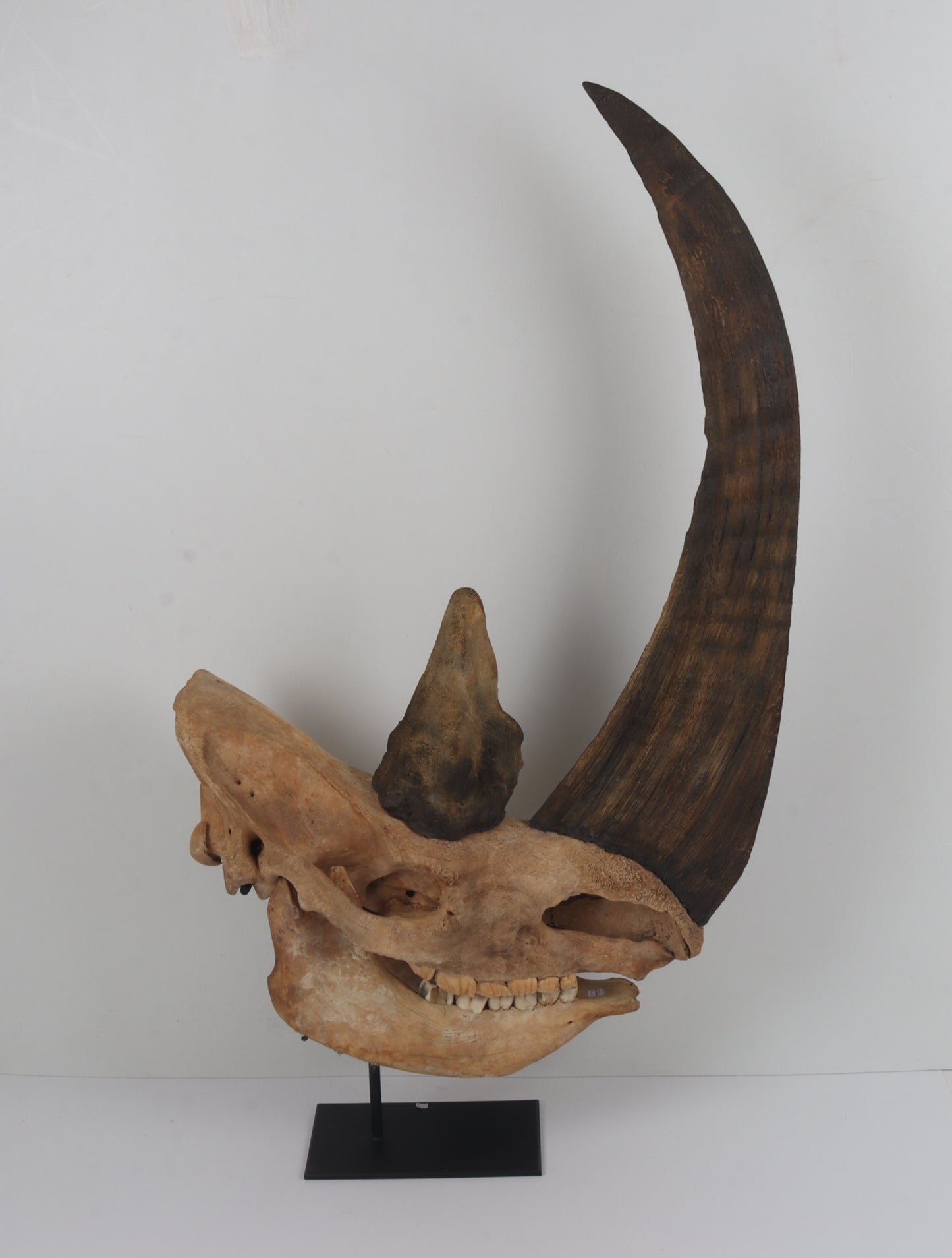 Natural woolly rhinoceros skull
