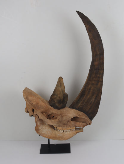 Natural woolly rhinoceros skull