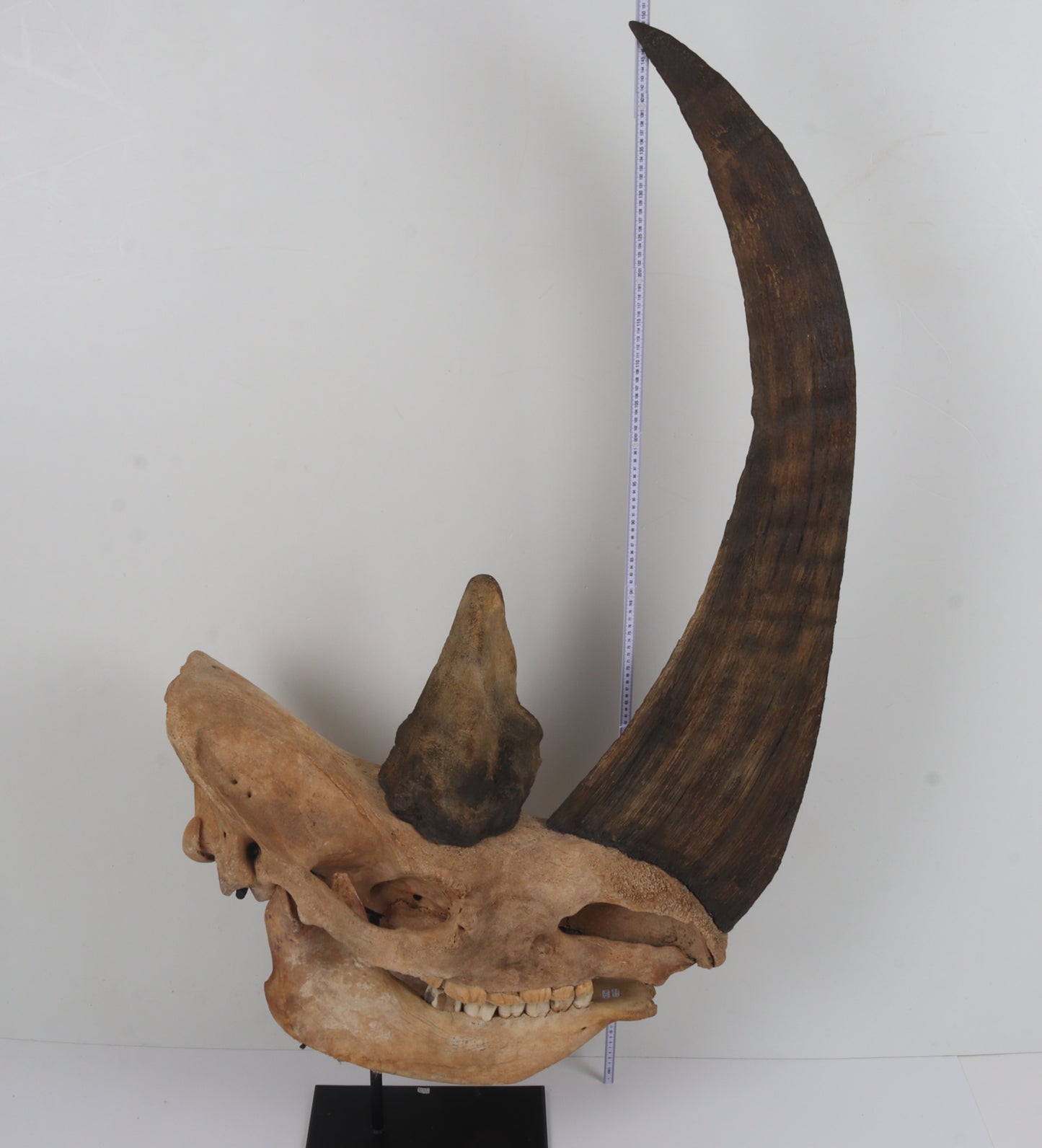 Natural woolly rhinoceros skull