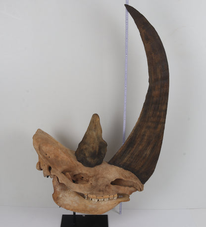 Natural woolly rhinoceros skull