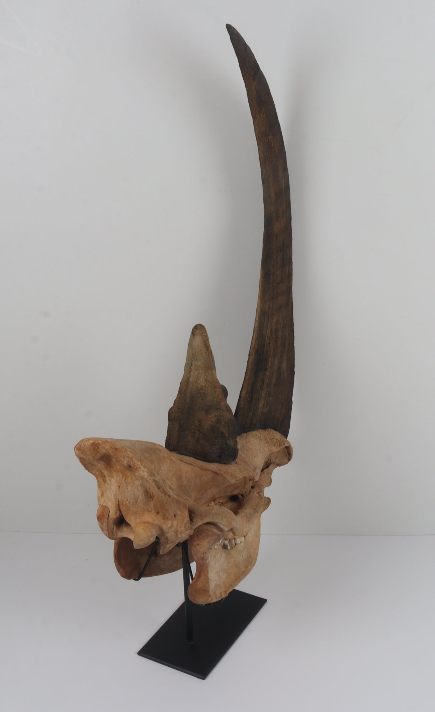 Natural woolly rhinoceros skull