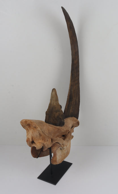 Natural woolly rhinoceros skull