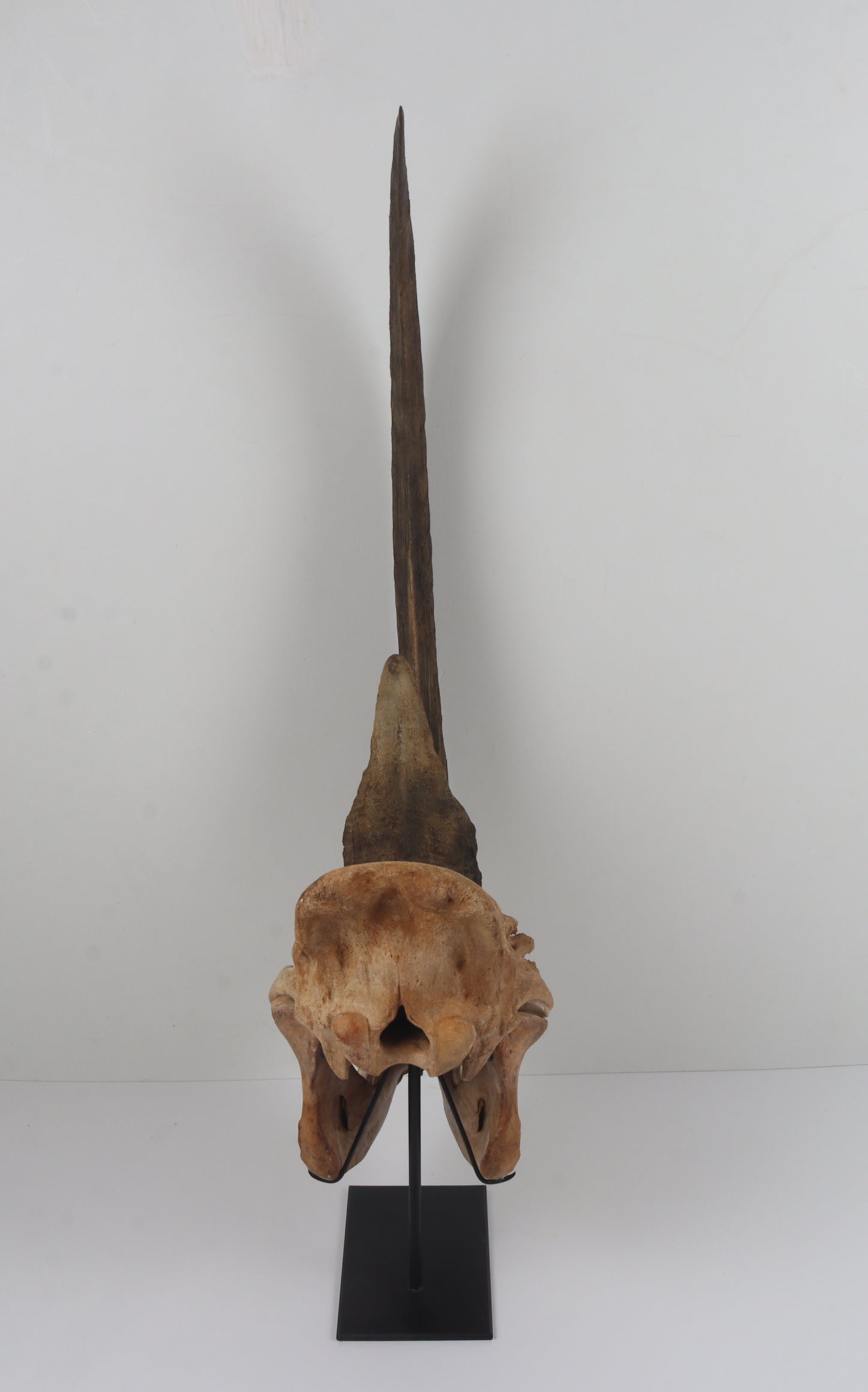 Natural woolly rhinoceros skull