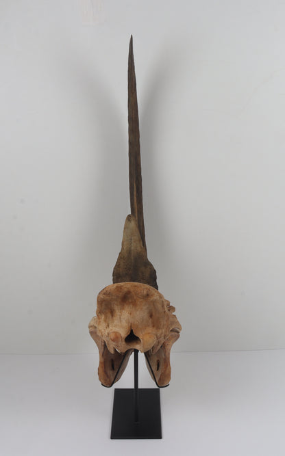 Natural woolly rhinoceros skull
