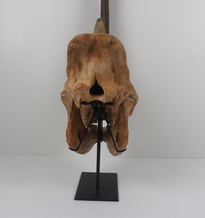 Natural woolly rhinoceros skull