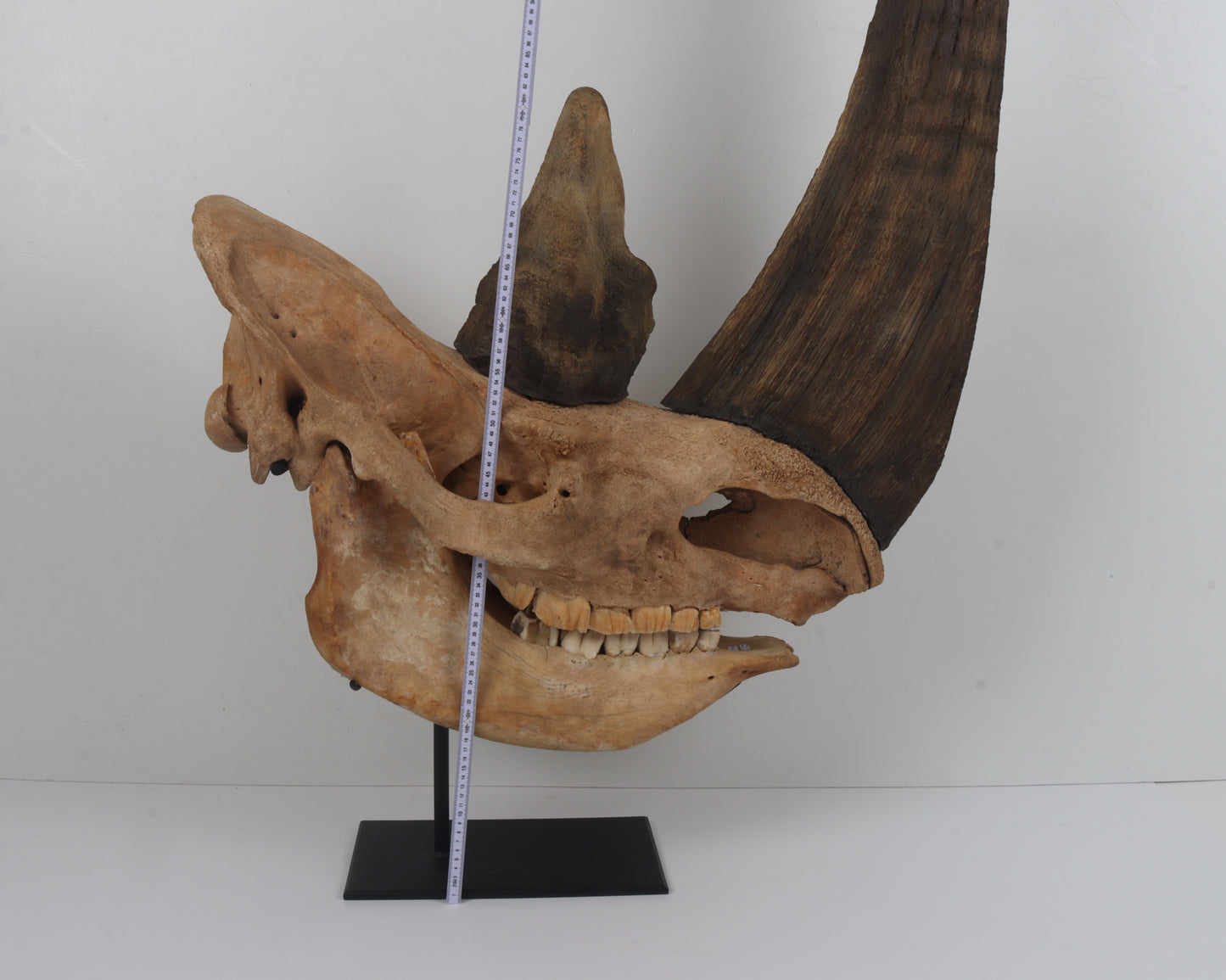 Natural woolly rhinoceros skull