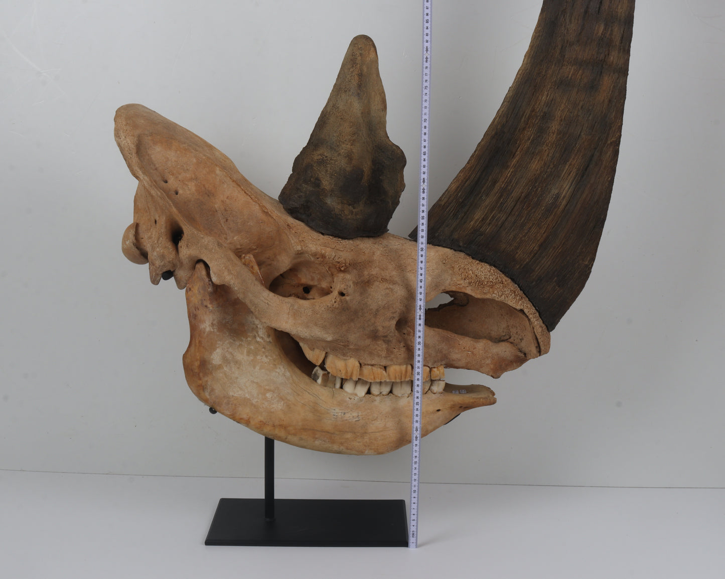 Natural woolly rhinoceros skull