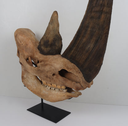 Natural woolly rhinoceros skull