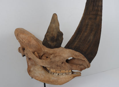 Natural woolly rhinoceros skull