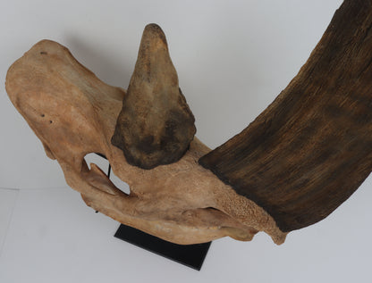 Natural woolly rhinoceros skull