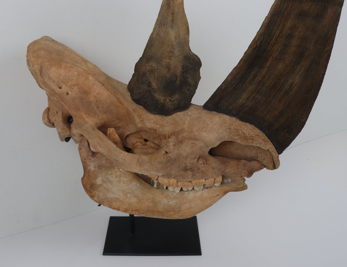 Natural woolly rhinoceros skull