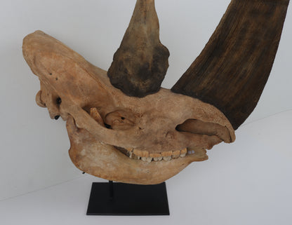Natural woolly rhinoceros skull