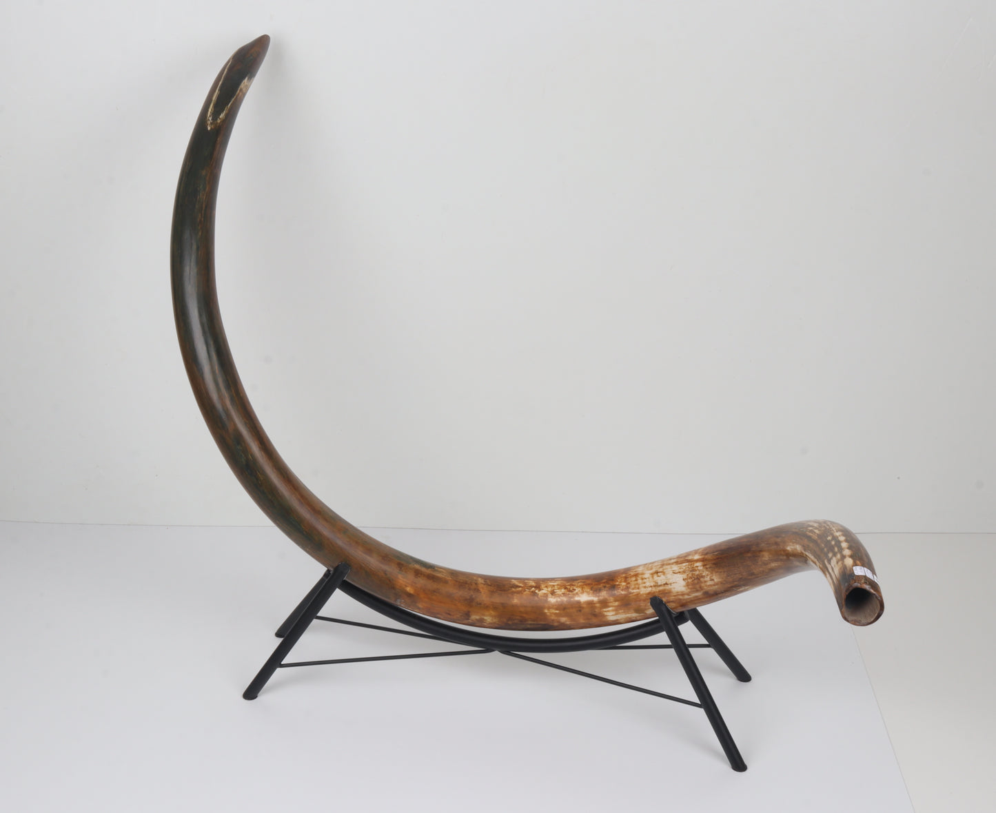 Restored Siberian Woolly Mammoth Tusk