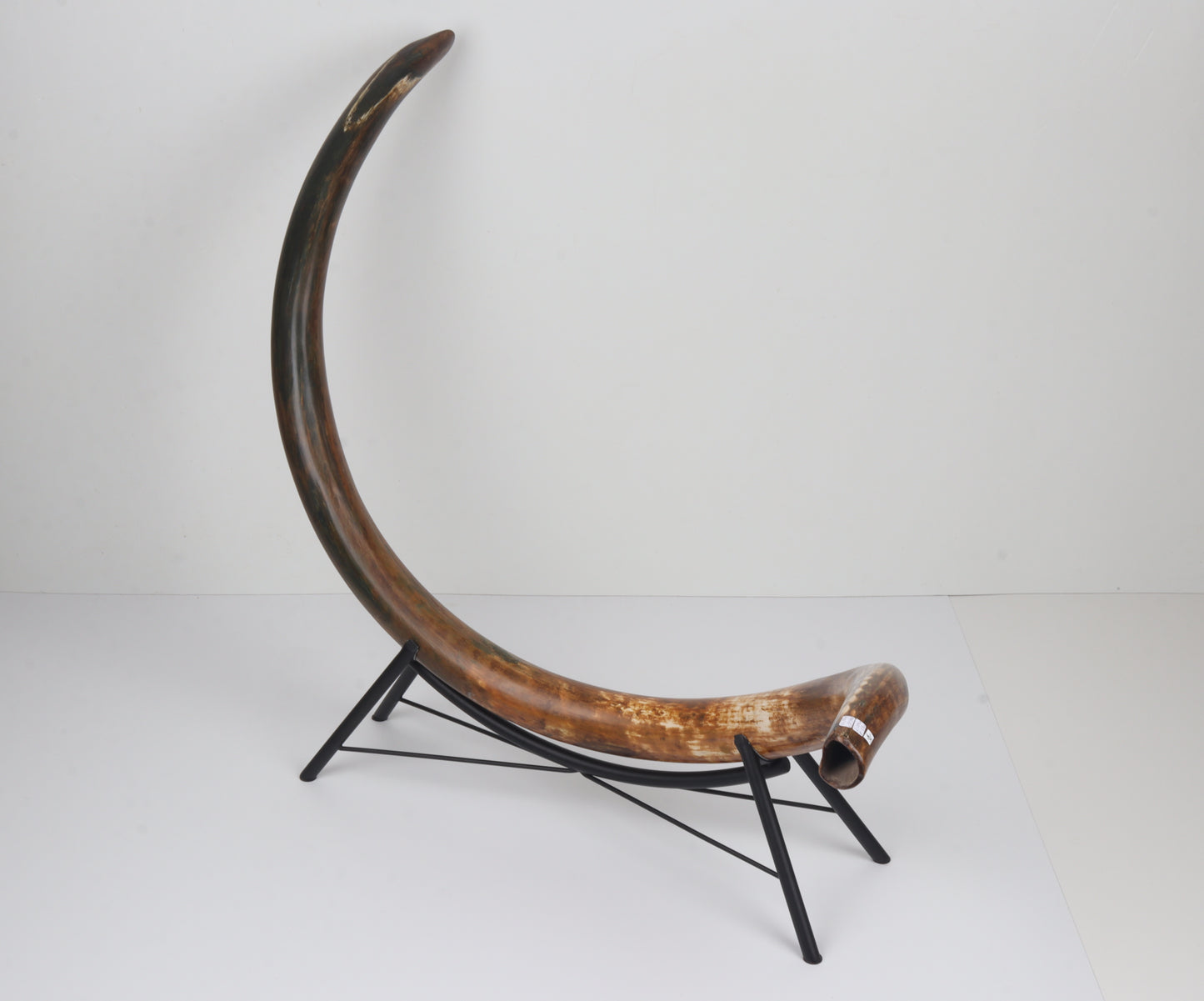 Restored Siberian Woolly Mammoth Tusk