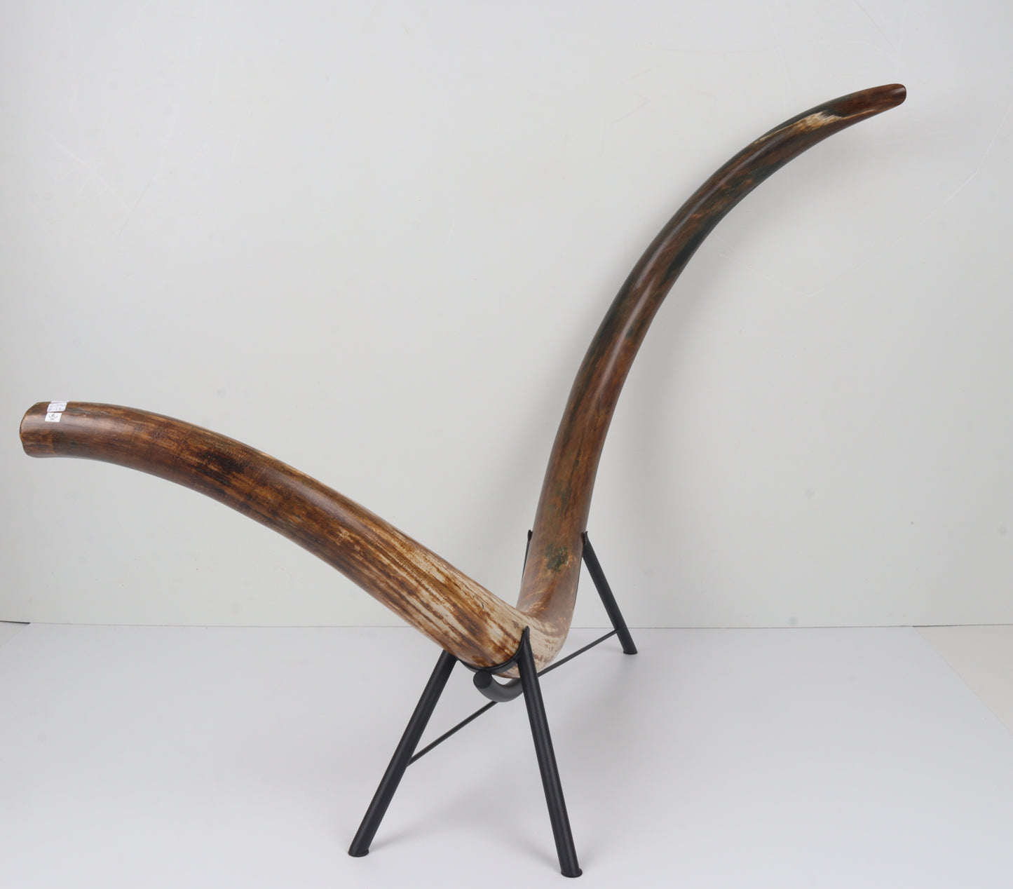 Restored Siberian Woolly Mammoth Tusk