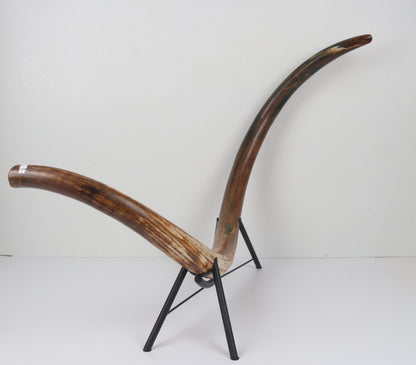 Restored Siberian Woolly Mammoth Tusk