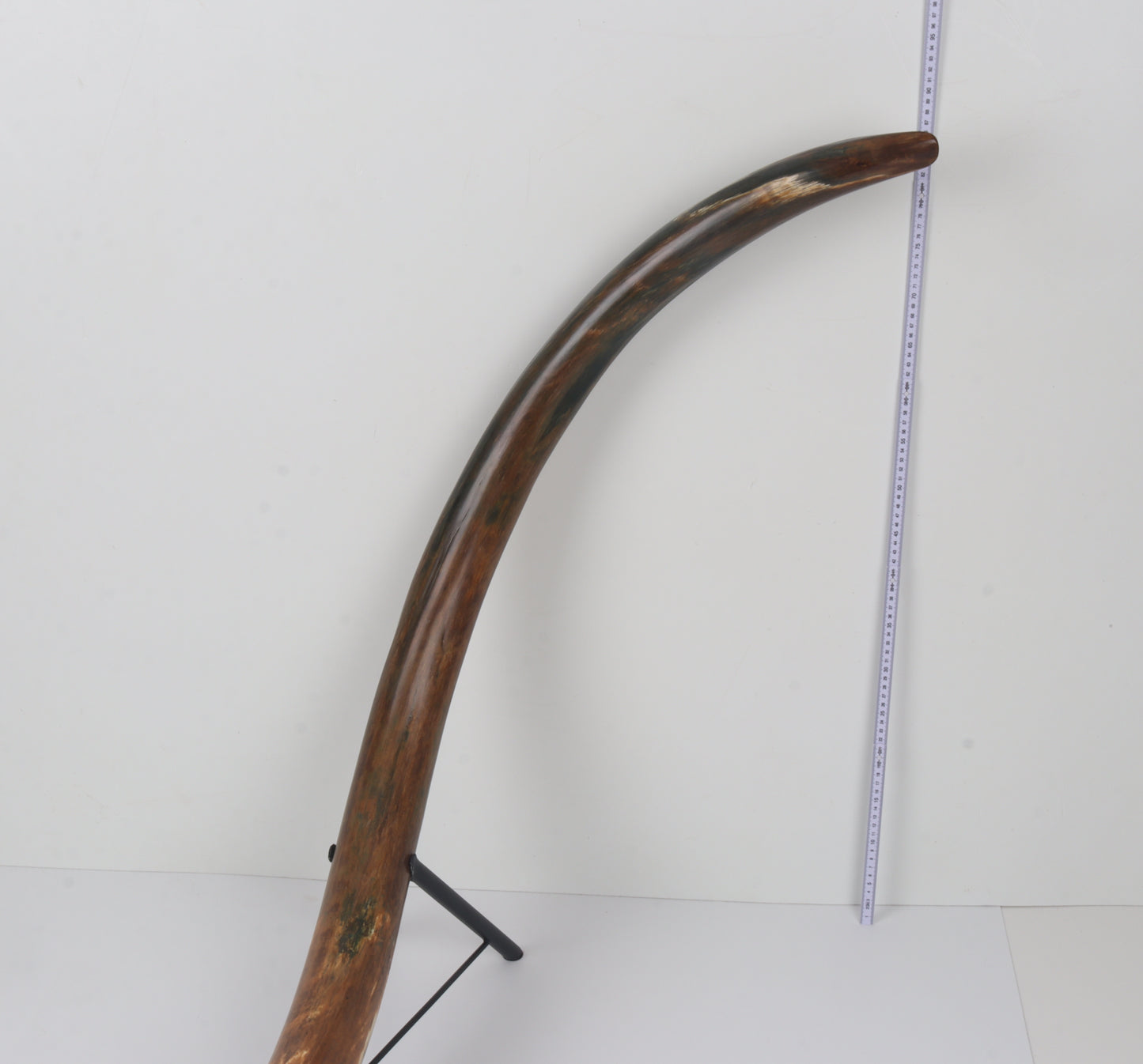 Restored Siberian Woolly Mammoth Tusk