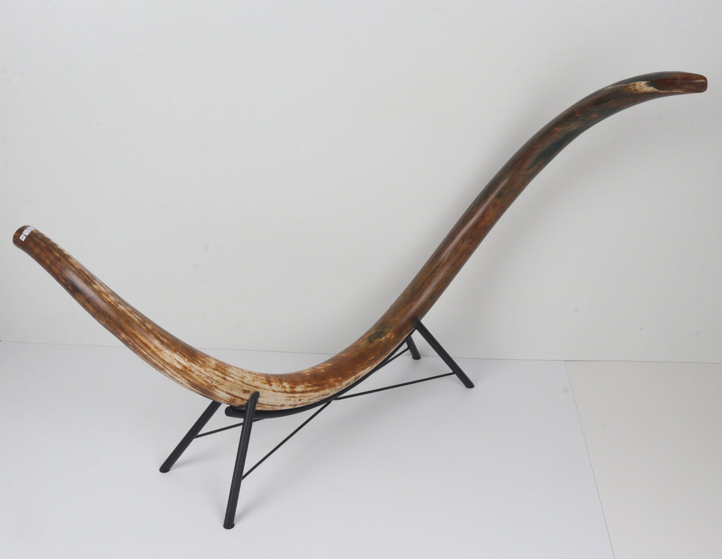 Restored Siberian Woolly Mammoth Tusk