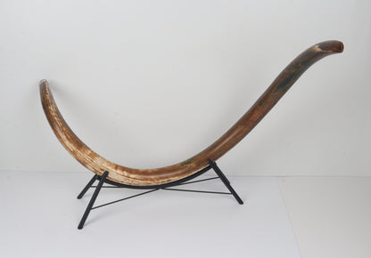 Restored Siberian Woolly Mammoth Tusk