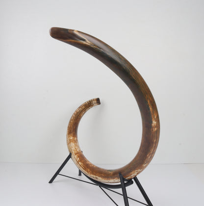 Restored Siberian Woolly Mammoth Tusk