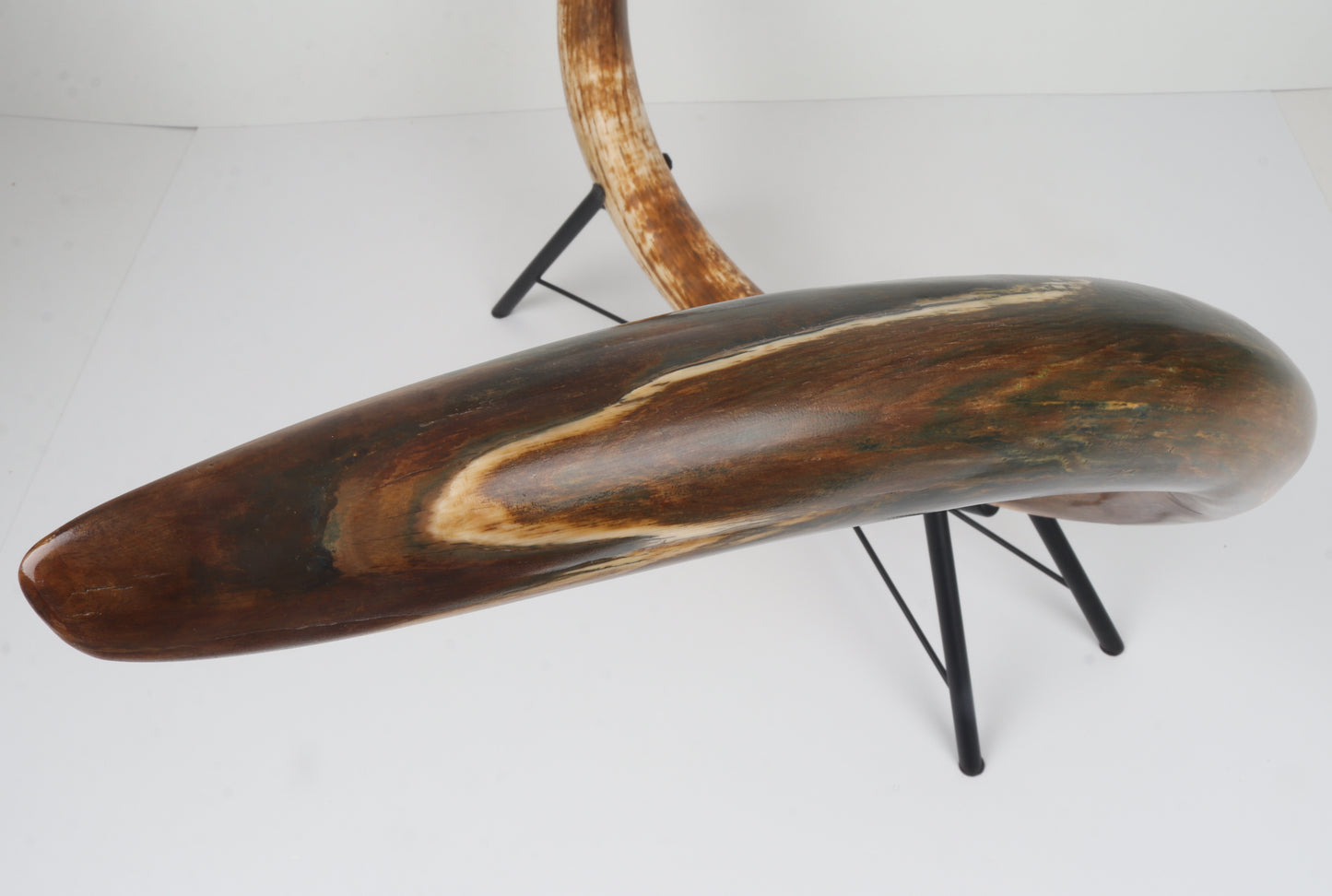 Restored Siberian Woolly Mammoth Tusk