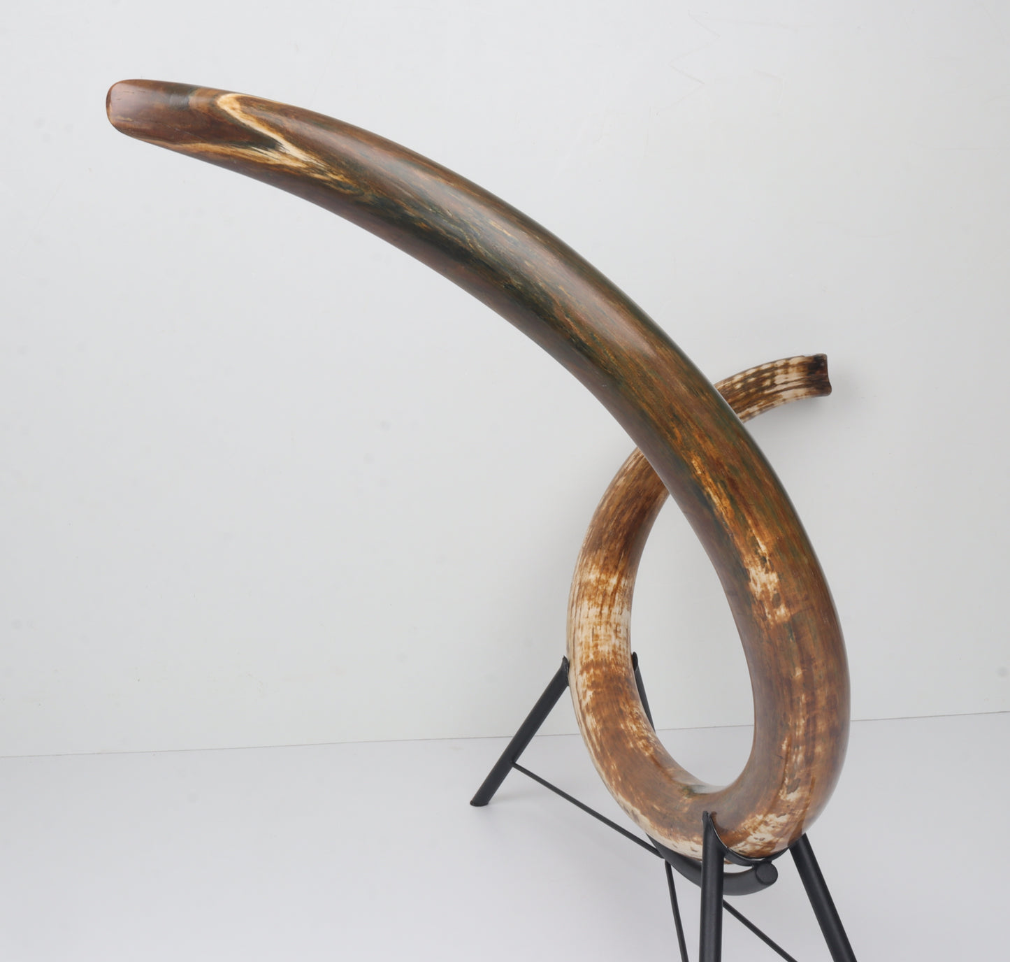 Restored Siberian Woolly Mammoth Tusk