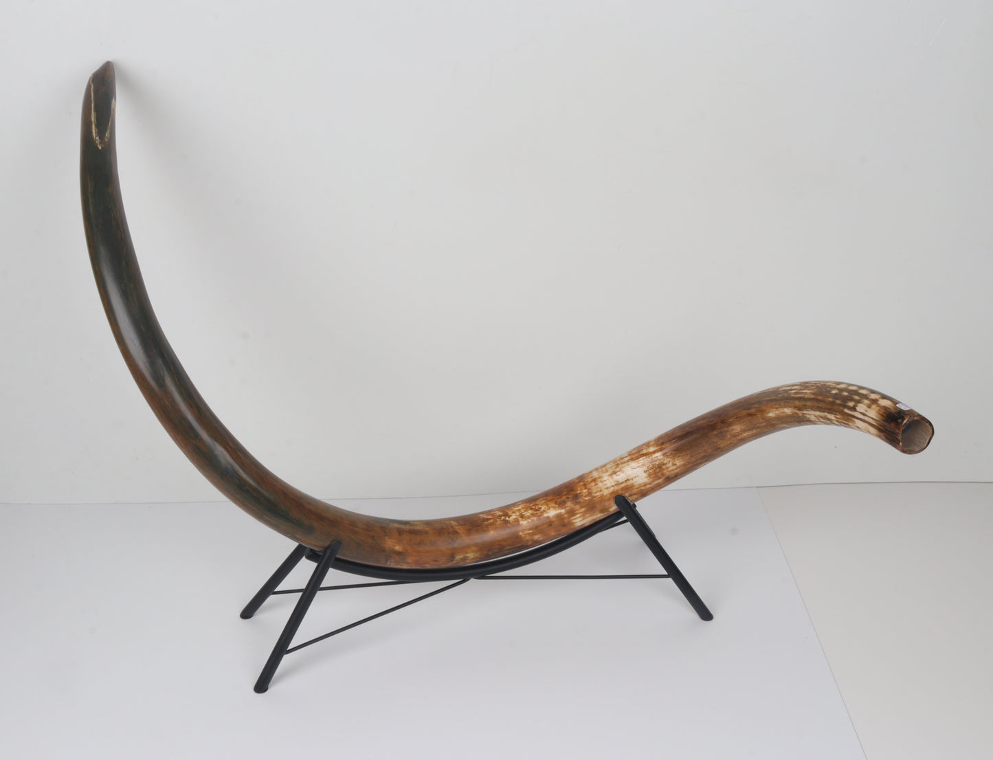 Restored Siberian Woolly Mammoth Tusk