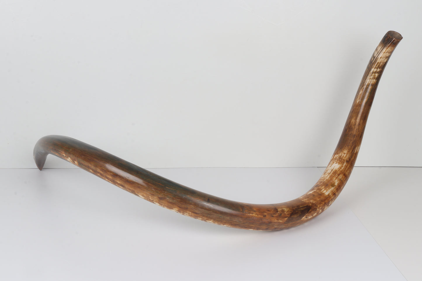 Restored Siberian Woolly Mammoth Tusk
