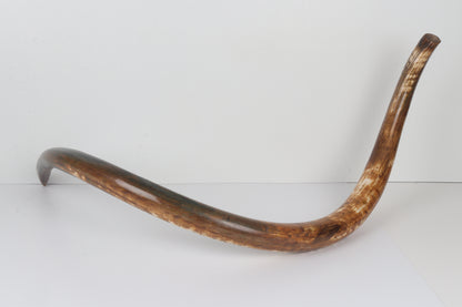 Restored Siberian Woolly Mammoth Tusk