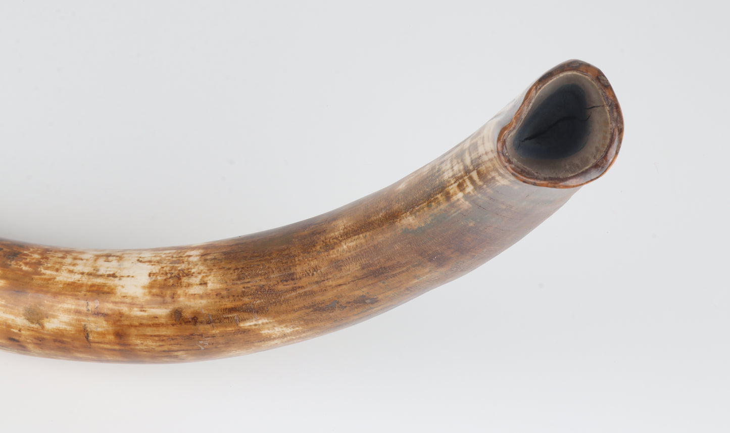 Restored Siberian Woolly Mammoth Tusk