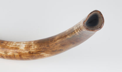 Restored Siberian Woolly Mammoth Tusk
