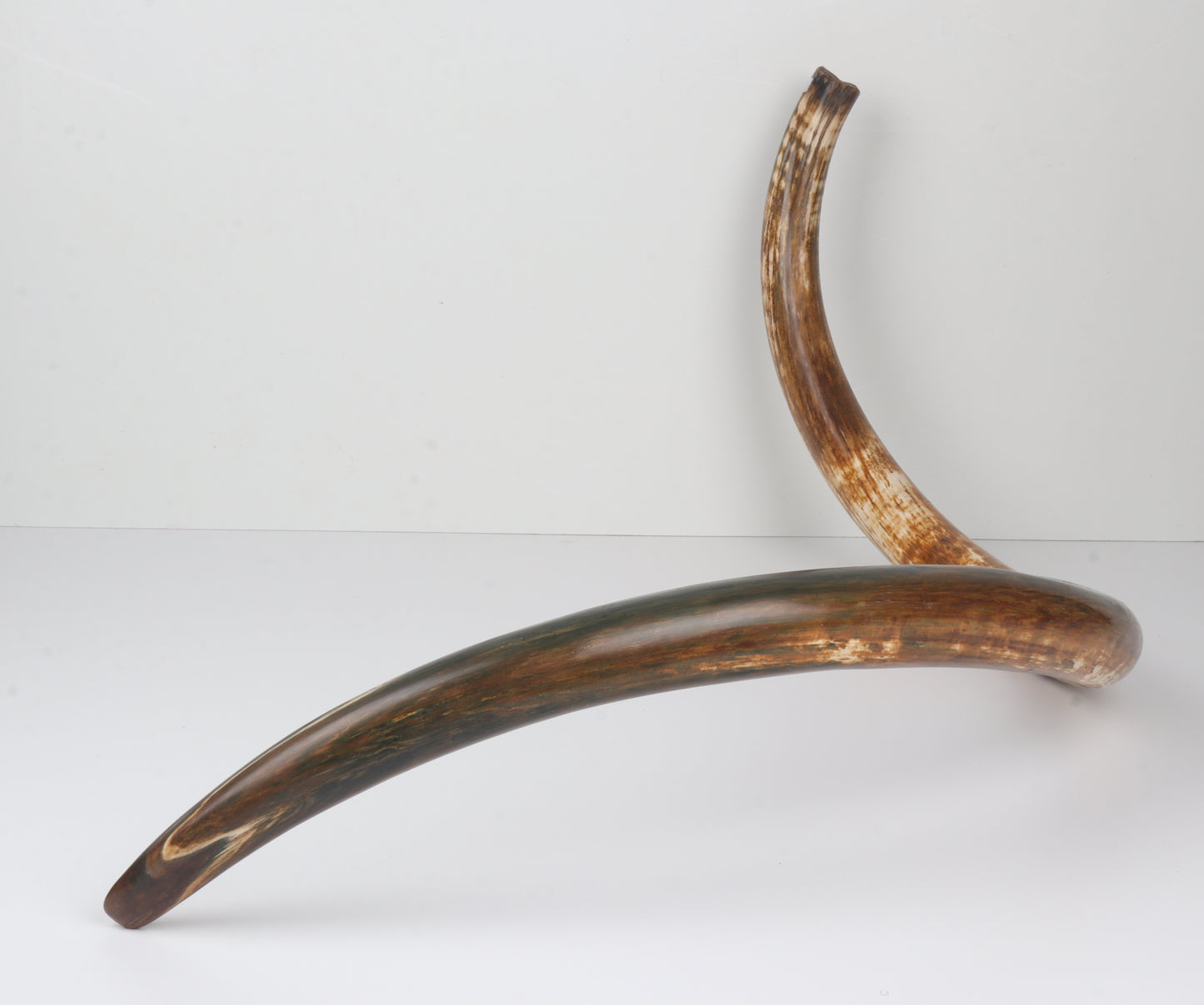 Restored Siberian Woolly Mammoth Tusk