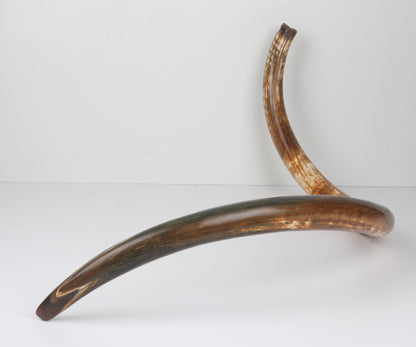 Restored Siberian Woolly Mammoth Tusk