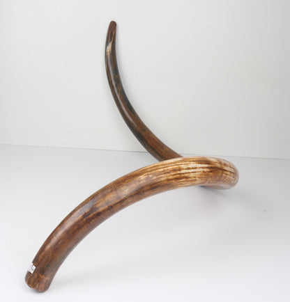 Restored Siberian Woolly Mammoth Tusk